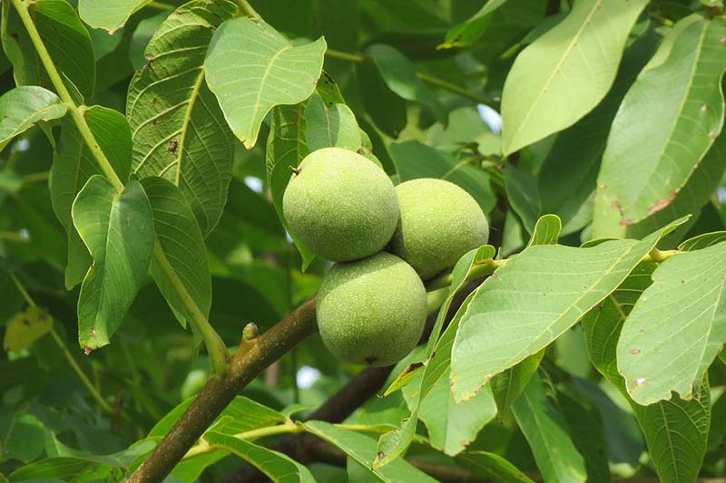 Humla imports Chandler walnut from Turkey