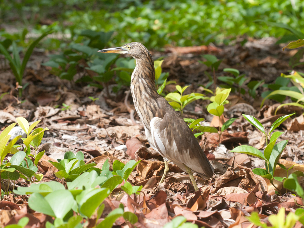 New bird species found in Chitwan