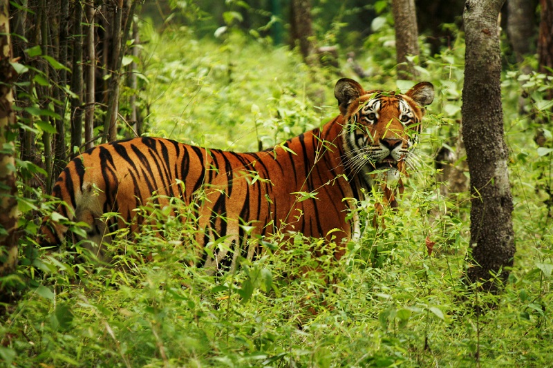 Latest updates of tiger census