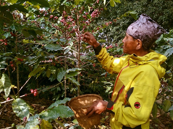 International demand for Nepali tea, and coffee on the rise