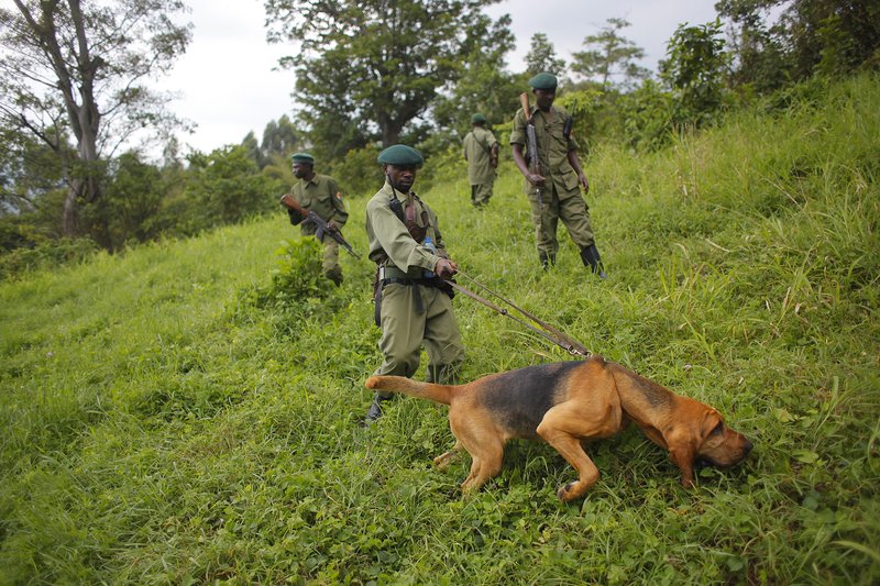 6 rangers killed in latest attack at Congo’s Virunga park