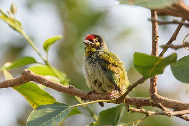 Bird counting begins in Changunarayan forest