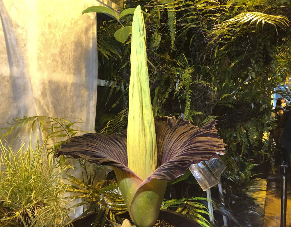 Endangered corpse flower blooms in Warsaw