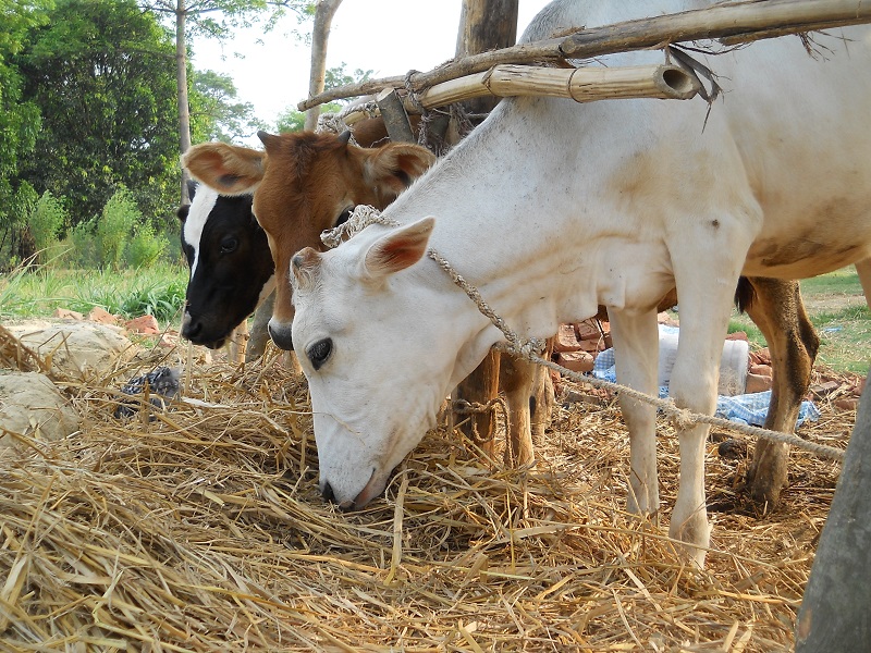 Crop damage due to abandonment of cattle