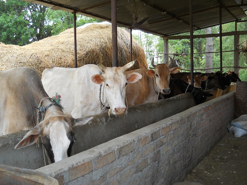 Animals suffering from Cholera get vaccination