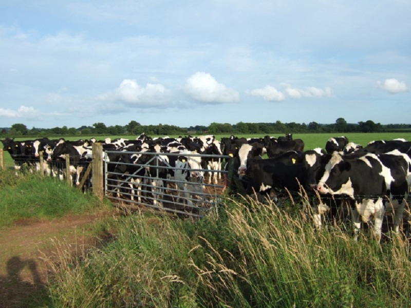 Stray cattle management starts