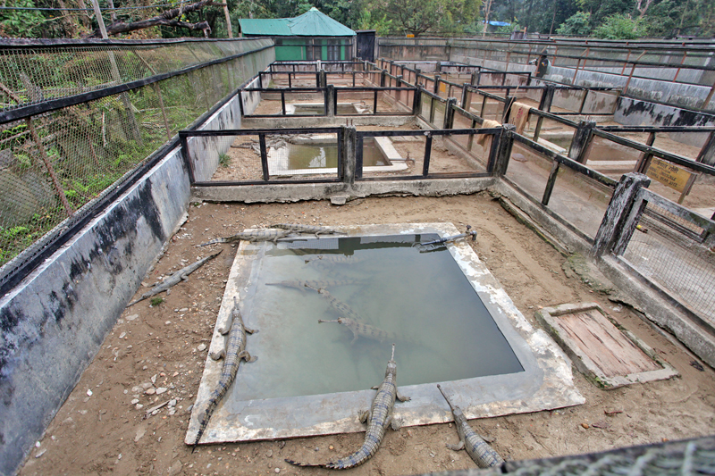 105 crocodiles released into Rapti river