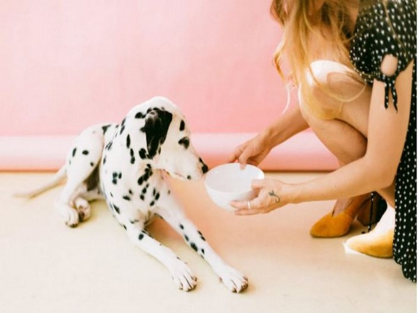 Vegan diets for dogs may be healthier and less dangerous than meat-based diets: Study