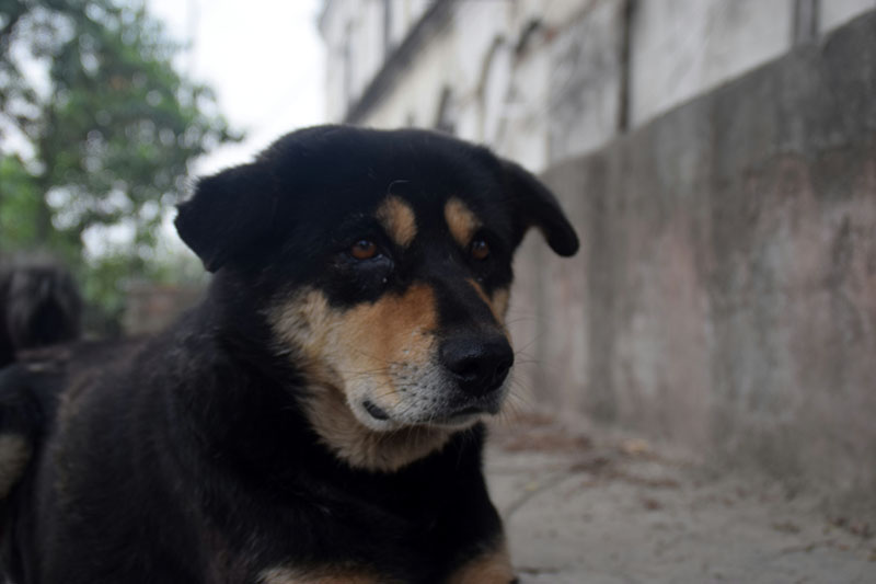 Dogs to visit 3 school districts to sniff out COVID-19