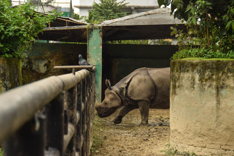 Woman dies in rhino attack in Chitwan