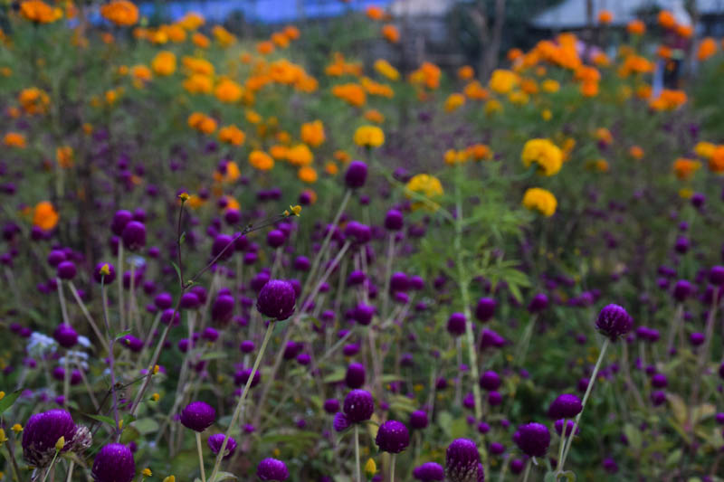 As Tihar nears, Gundu’s flower farmers bustle