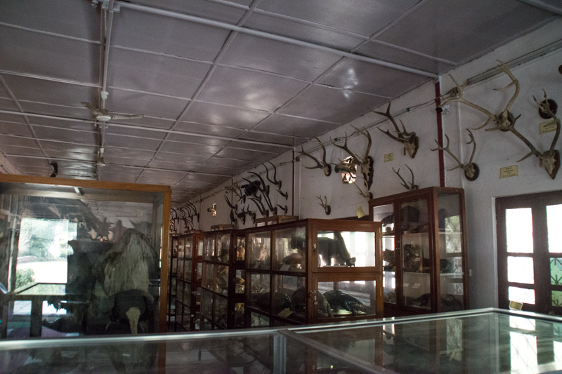 Natural History Museum struggles amid COVID