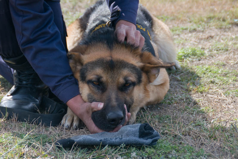 Sterilization of 221 dogs in animal camps