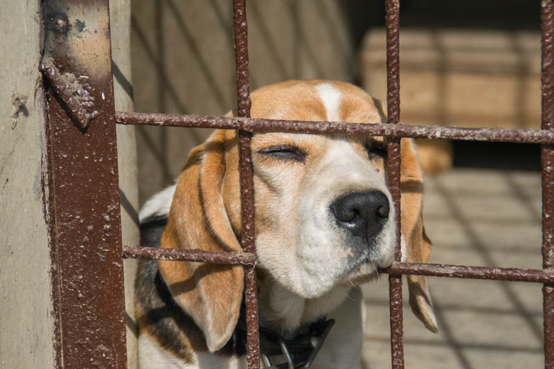 70 dogs rescued from makeshift shelter