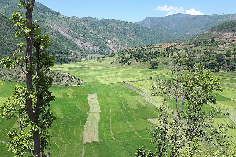 Dadeldhura farmers drawn towards indigenous seeds