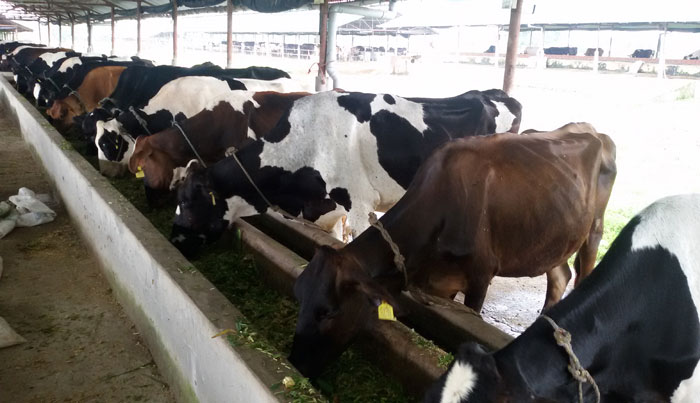 Dairy farmers received grants in Bandipur