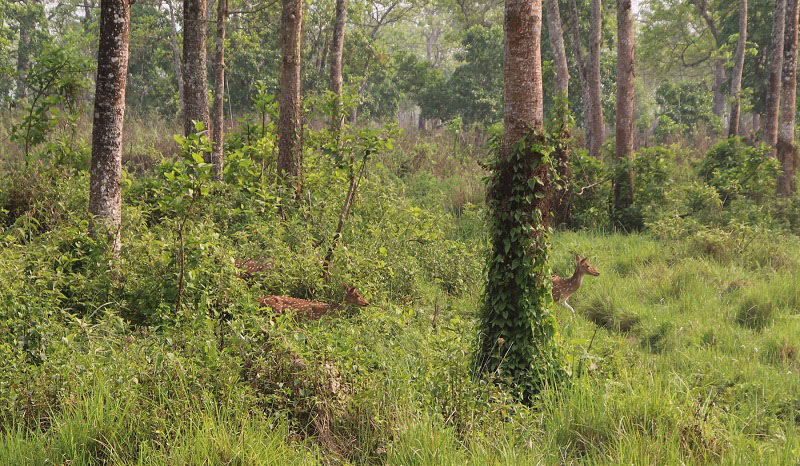 Population of Bharal in decline at Dhorpatan