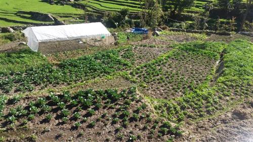 Tharu women of Dhamkapur becoming self-reliant from vegetable farming