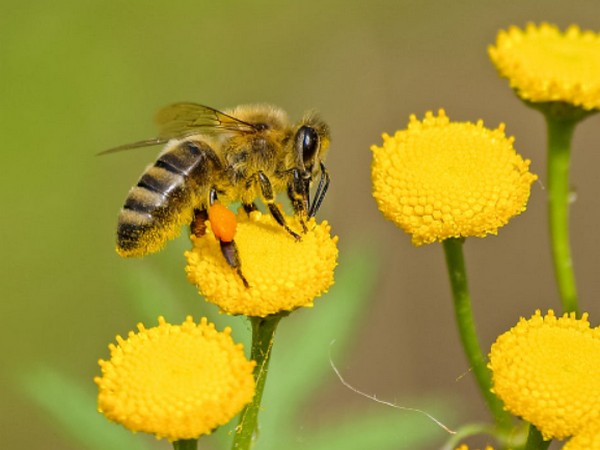 DNA contained in honey reveals honeybee health