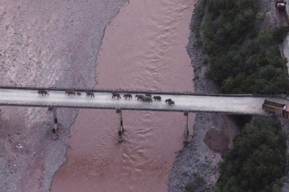 China’s wandering elephants may finally be heading home