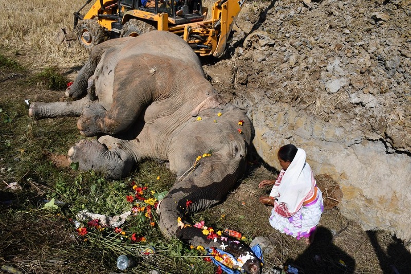 Two elephants crushed to death by train in India