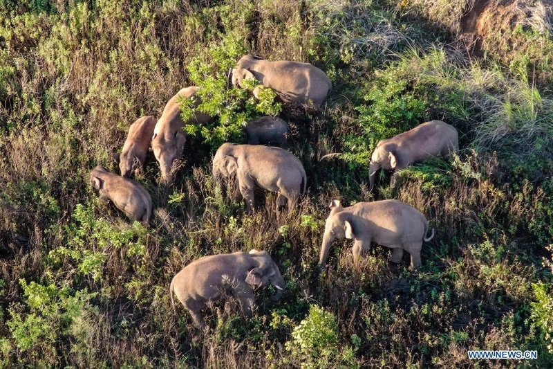 China’s migrating elephant herd lingers in township