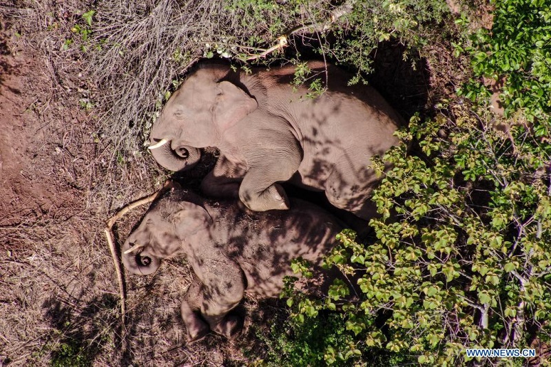 One of China’s wandering elephants has returned to reserve