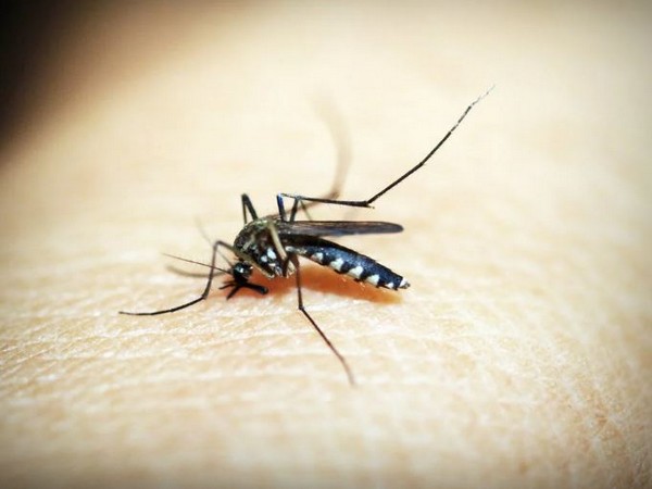 Dengue cases on rise