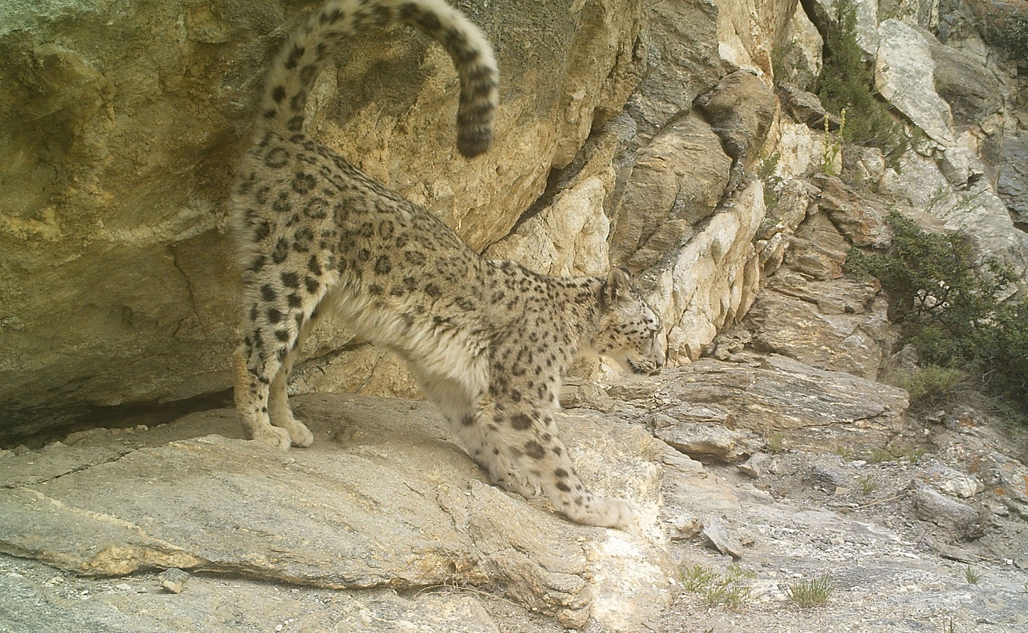 Snow leopards kill yaks in Kanchanjungha area