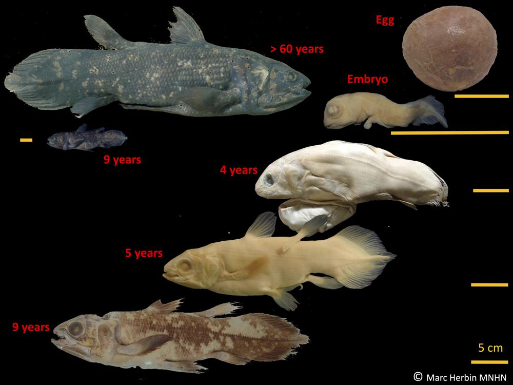 Weird ‘living fossil’ fish lives 100 years, pregnant for 5