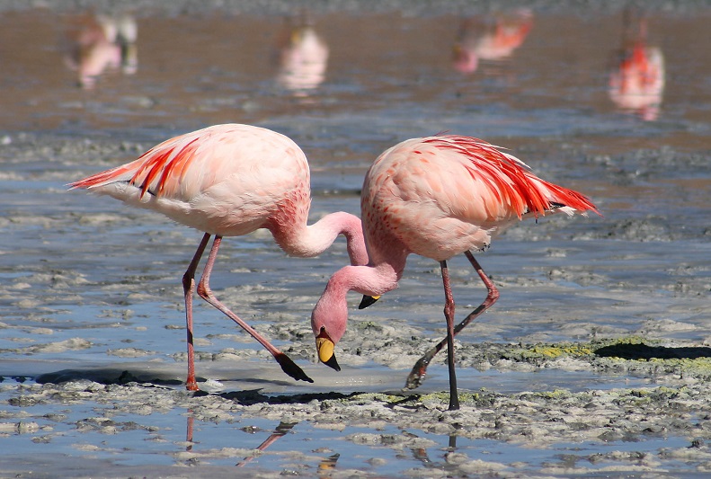 Flamingo that escaped Kansas zoo in 2005 in Texas