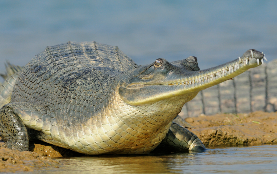 Crocodile Breeding Center releases 150 gharials