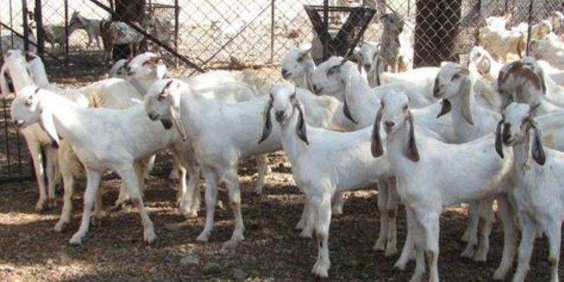 KMC to remove Goat Market on the eve of Dashain