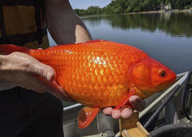 Unwanted pets: Giant goldfish turn up in Minnesota waterways