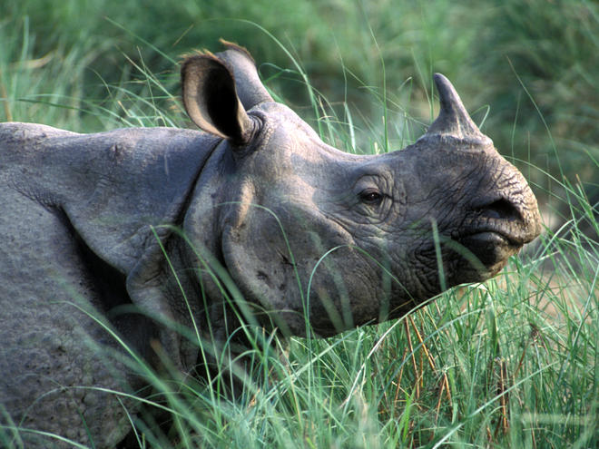 Two women hurt in rhino attack in Chitwan