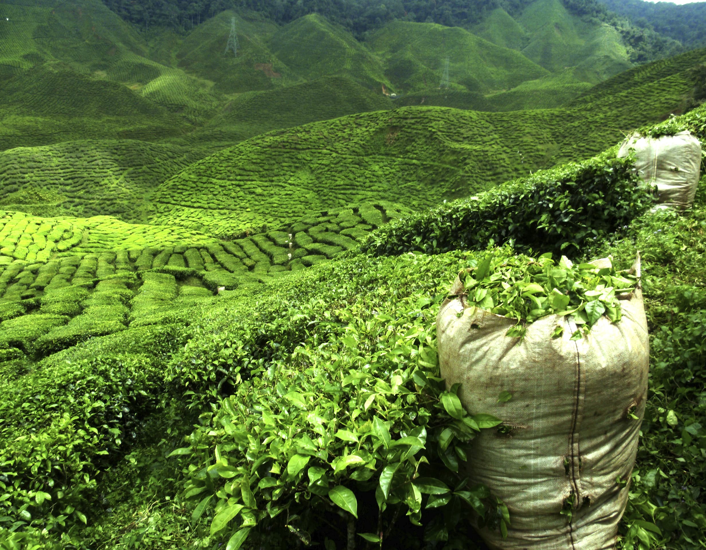 Tea export to India increases by 52 per cent