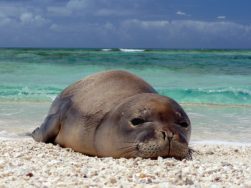 Endangered Hawaiian monk seal population steadily increases