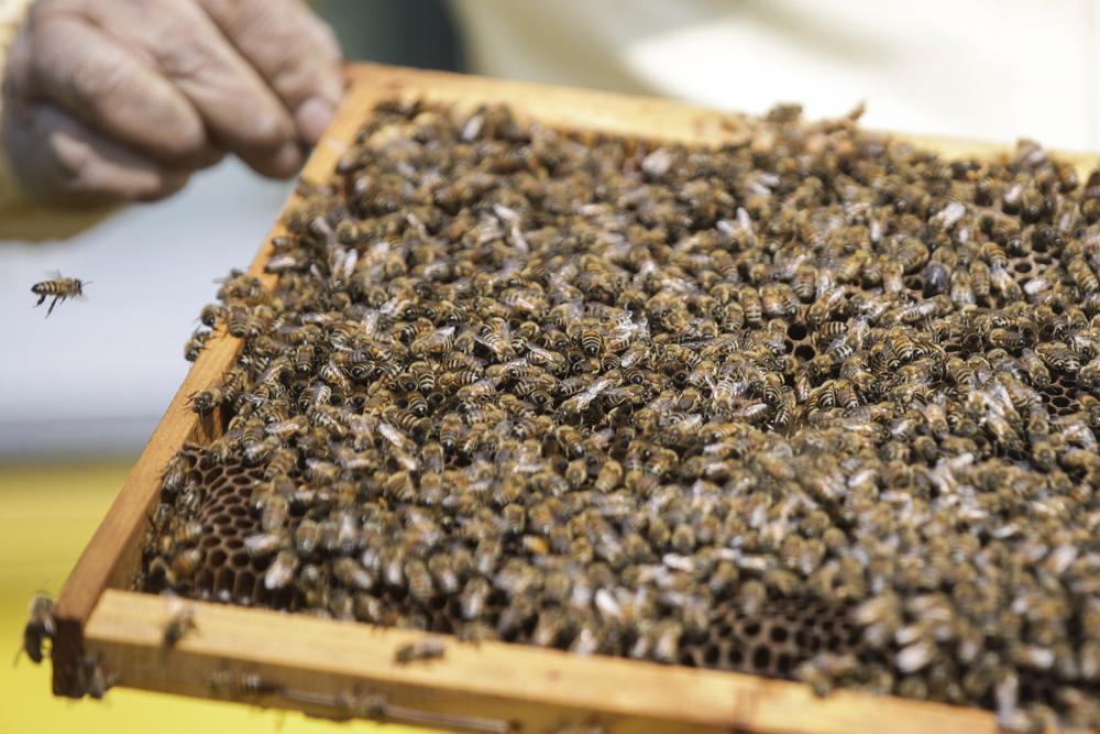 Florida scientists find rare bee species in new locations