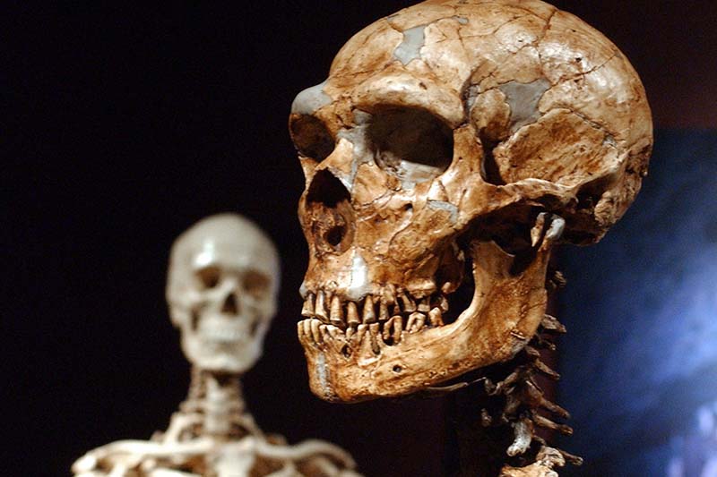 Just 7 per cent of our DNA unique to modern humans, study shows