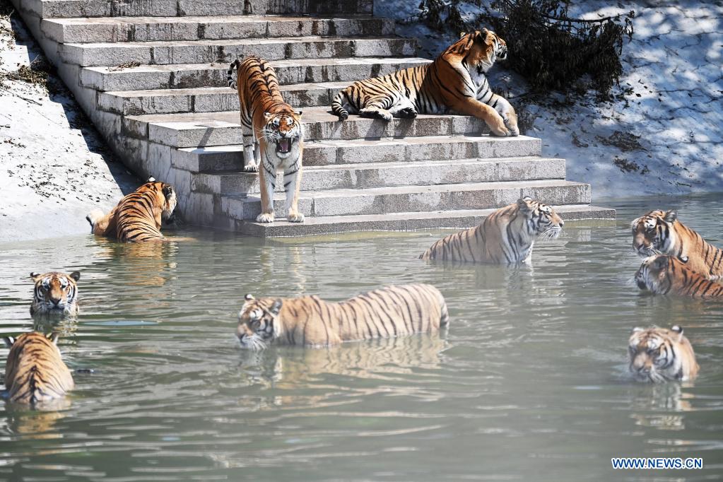 Siberian tigers at forest park in Heilongjiang