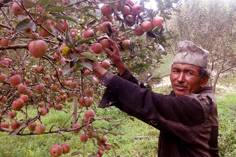 Jumla’s apple harvest valued at Rs 614 million