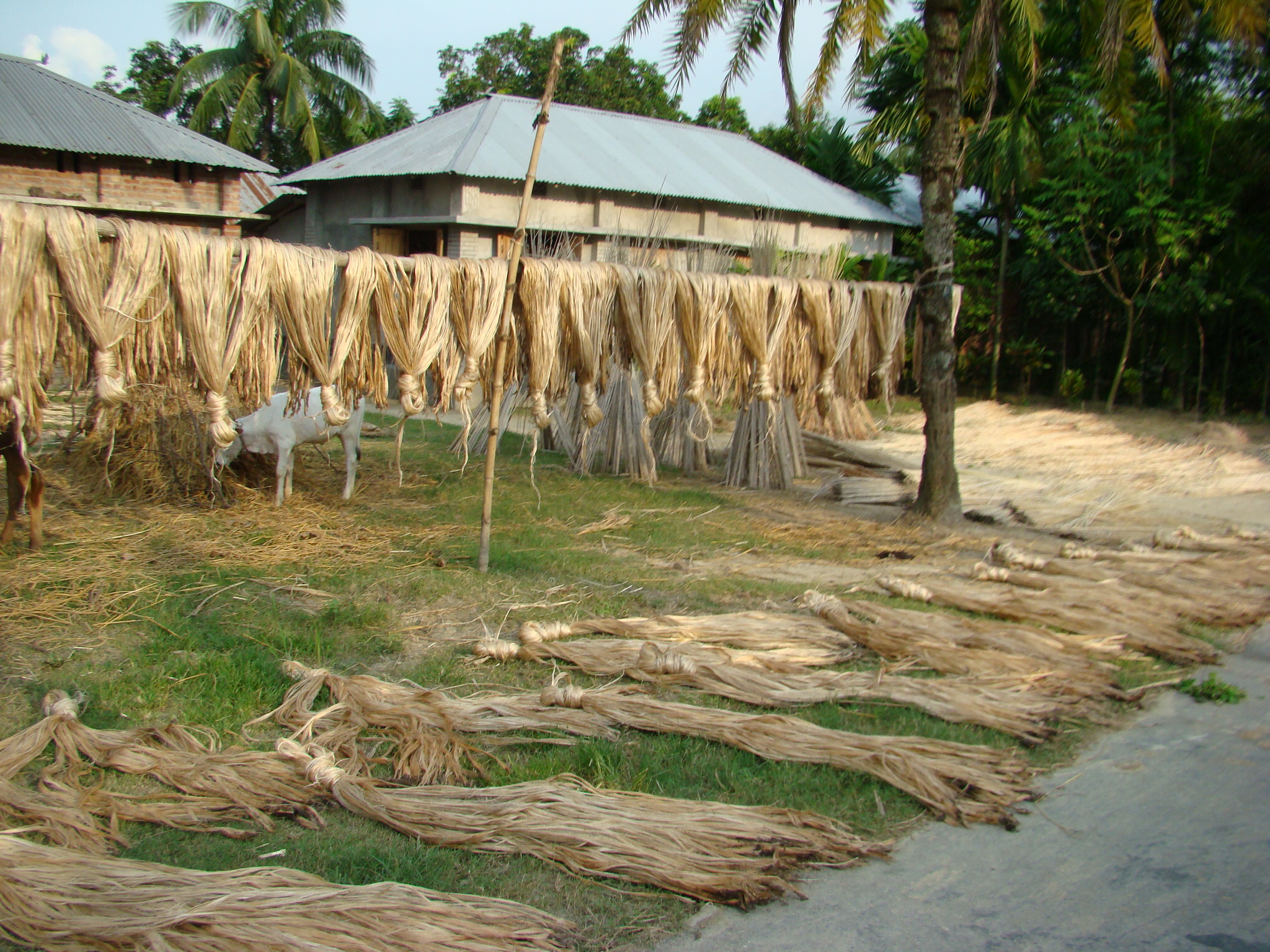 Farmers losing interest in jute cultivation