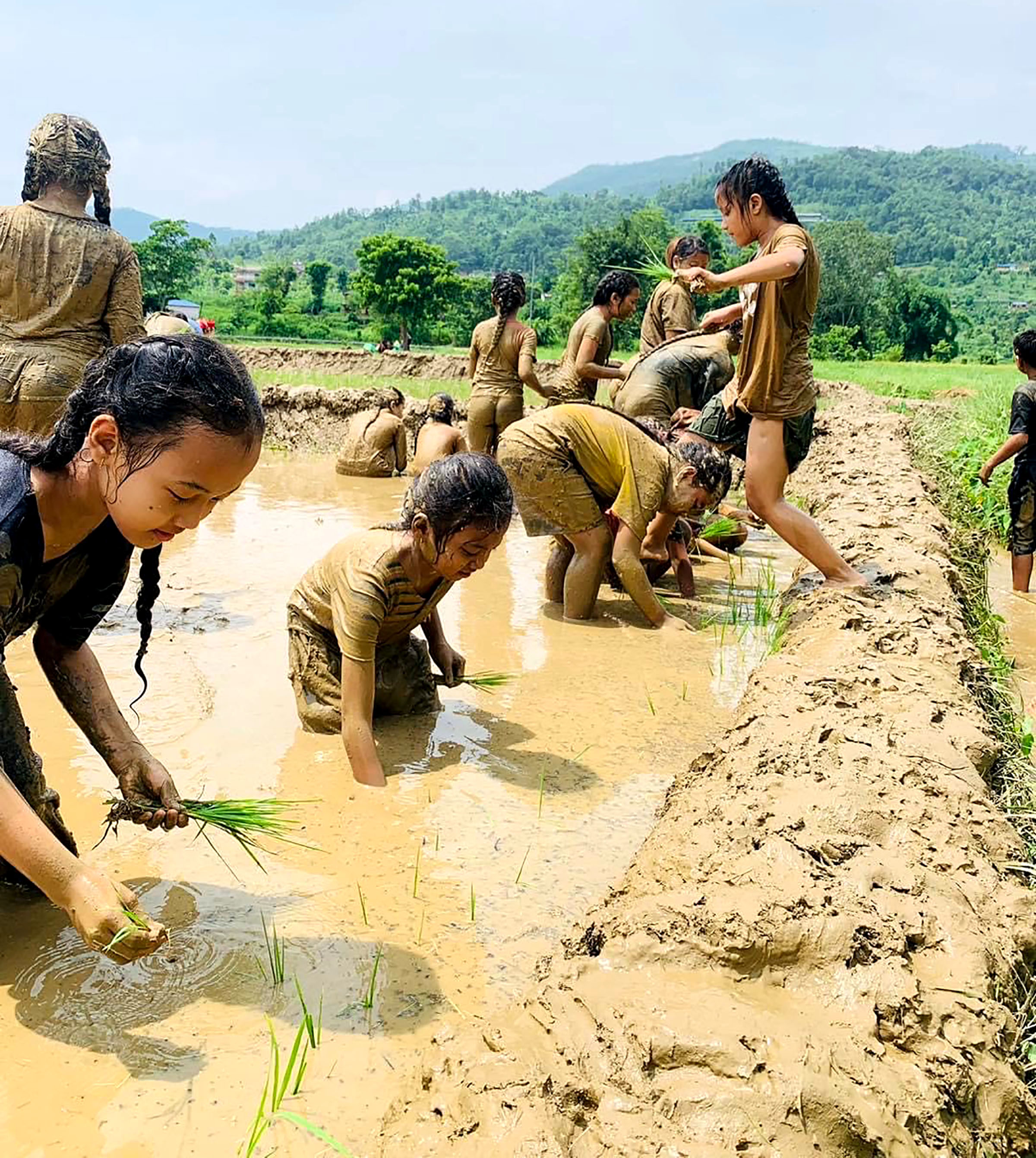 Students planting rice