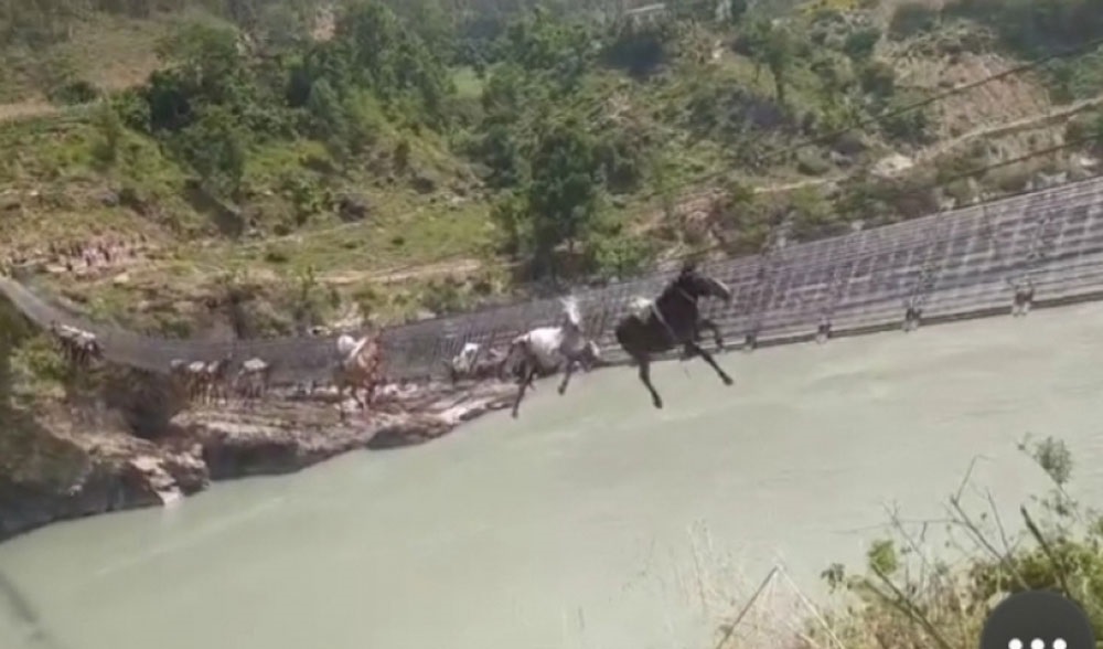 13 mules stuck in a suspension bridge