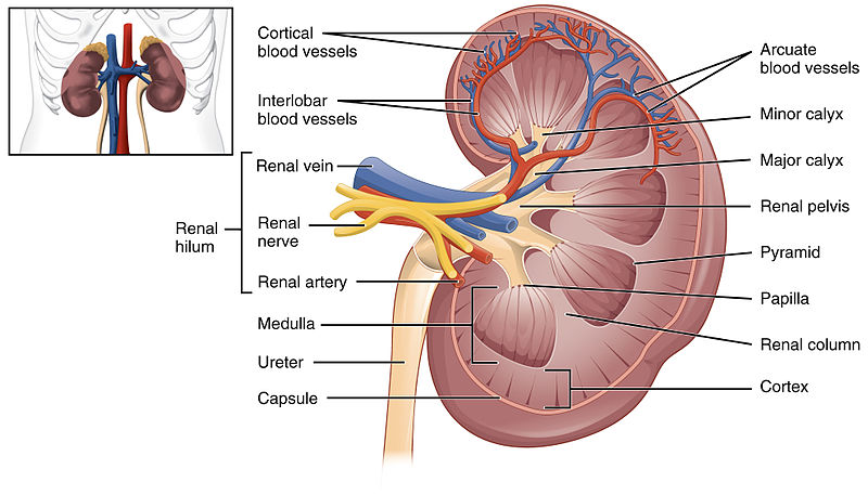 Dharma bhakta hospital transplants 800 kidneys in 9 years