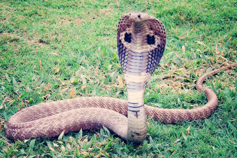 King cobra rescued in Baglung