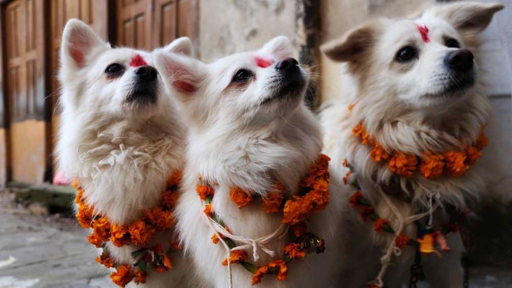 Kartik Krishna Chaturdashi observed by worshipping dog