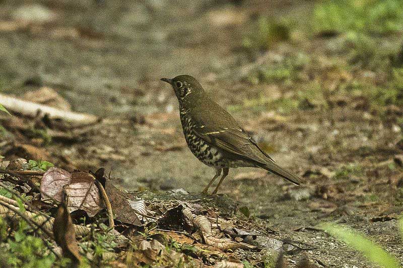 Long-tailed thrush detected for first time in Chitwan National Park