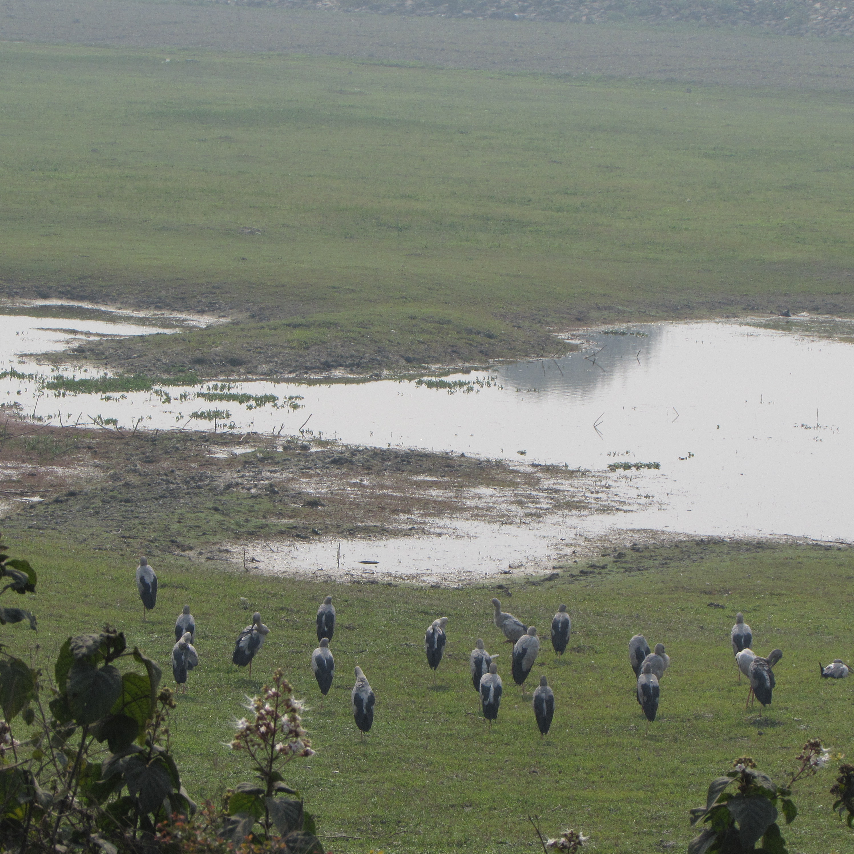 World Wetlands Day being observed with the theme ‘Water, Wetland and Life’