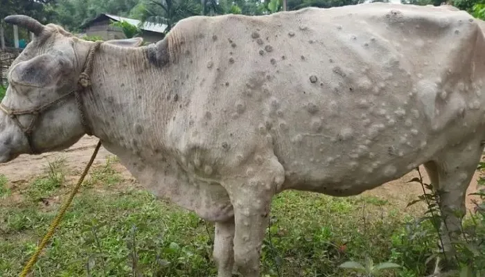 Lumpy skin claims over 2,000 cattle in Madhes Province